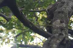 Diploclisia glaucescens